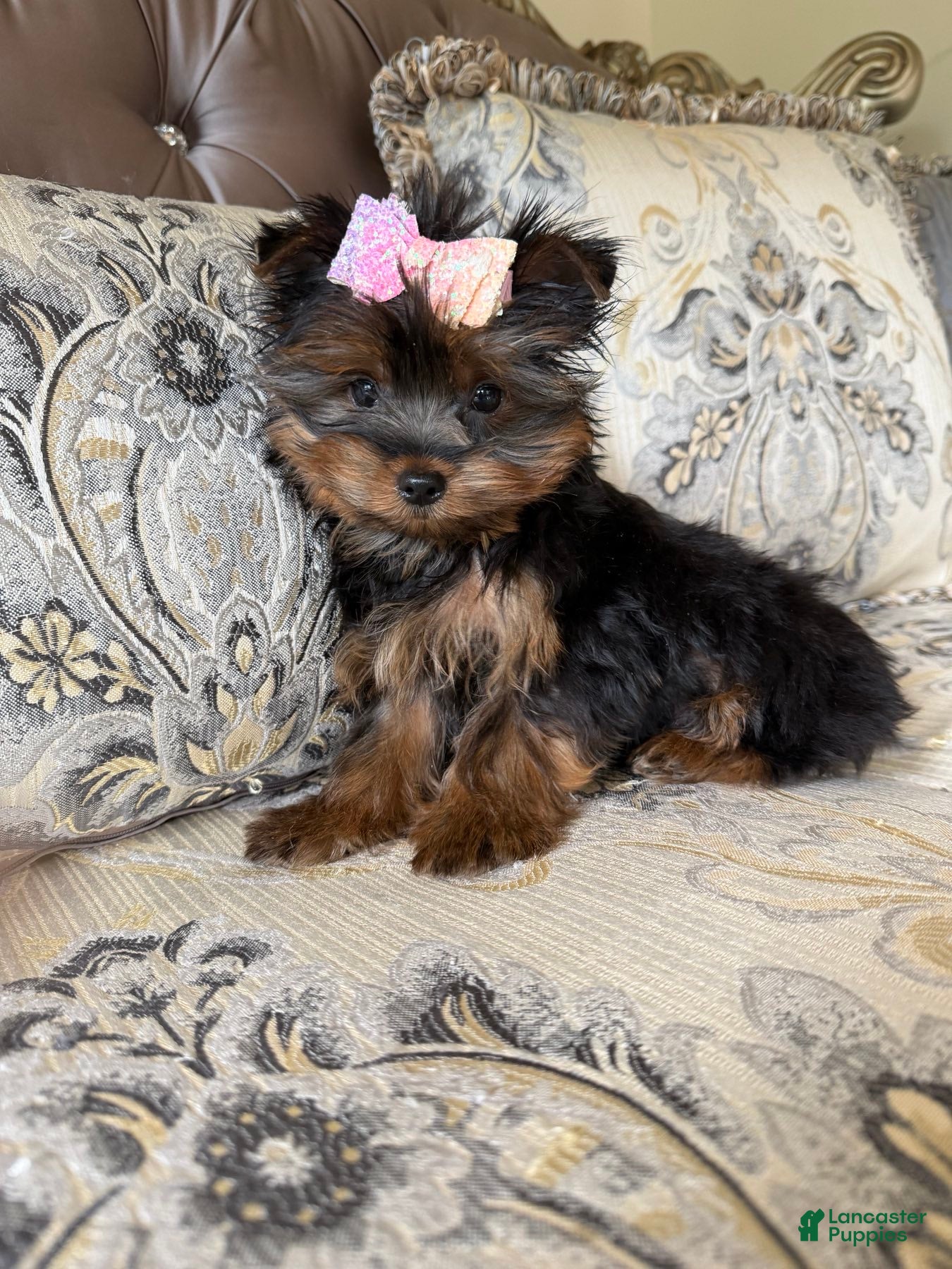 Yorkshire Terrier dogs Nola - Ad 2