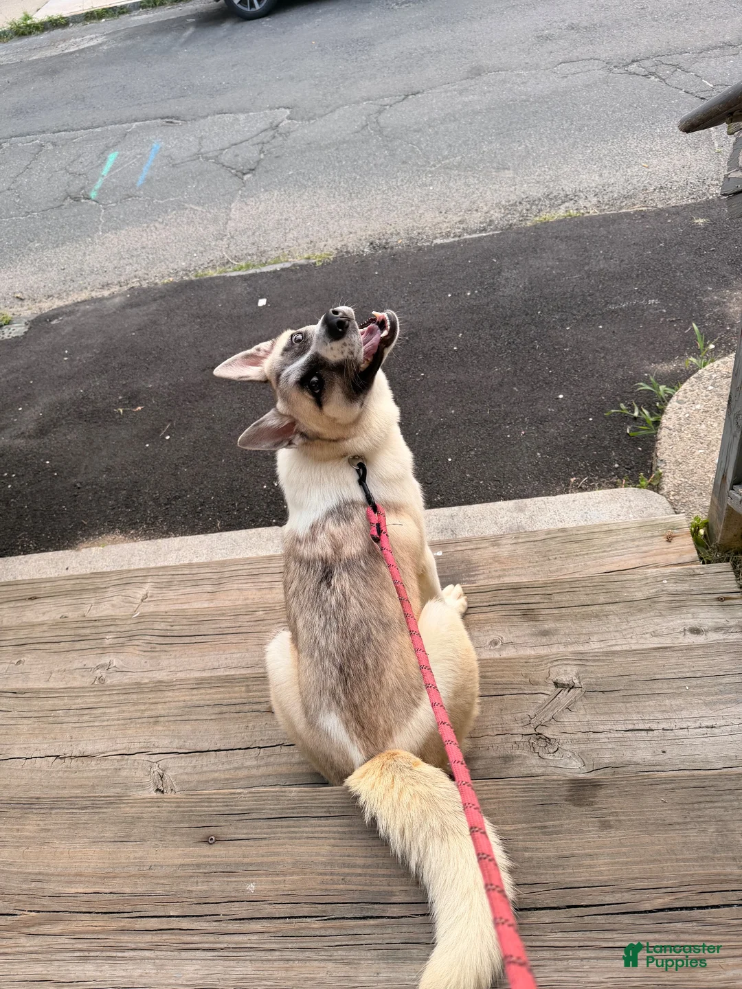Mixed Breed dogs for sale: Mila - Ad 1