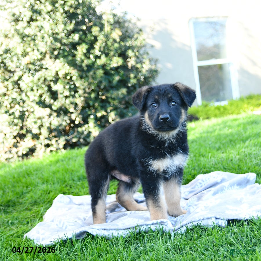 German Shepherd dogs Lazer - Ad 1