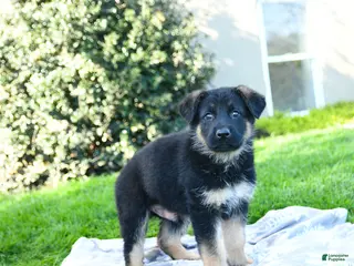 German Shepherd dogs for sale: Lazer - Ad 2