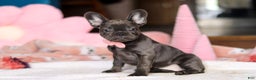French Bulldog dogs for sale: Julie - Ad 3
