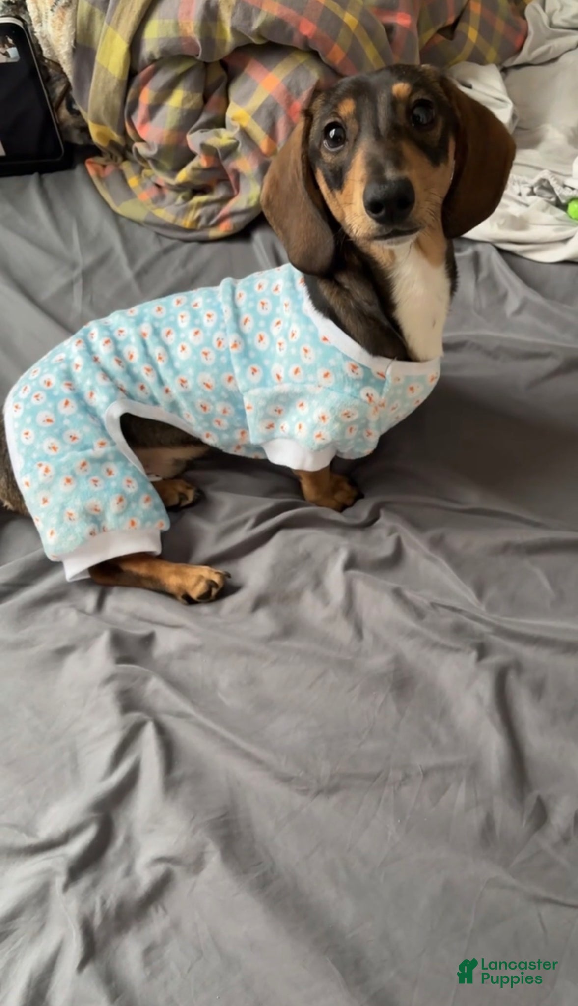 Miniature Dachshund dogs Oatie litter - Ad 2