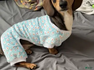 Miniature Dachshund dogs Oatie litter - Ad 2