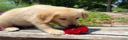 Golden Retriever dogs for sale: Jasper - Ad 5