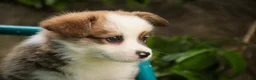 Welsh Corgi Pembroke dogs for sale: Rex - Ad 3