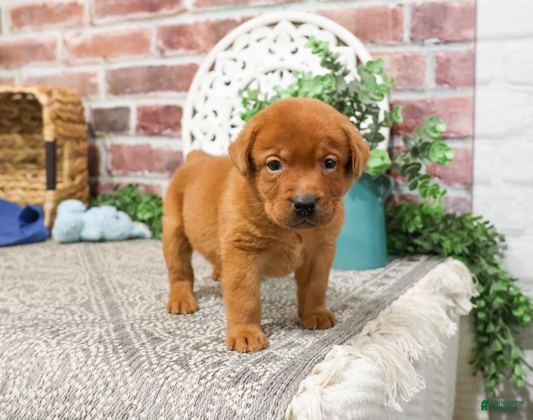 Labrador Retriever dogs for sale: Copper  - Ad 4