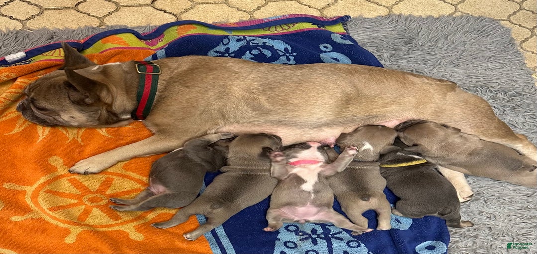 Gallery Image {{count}}