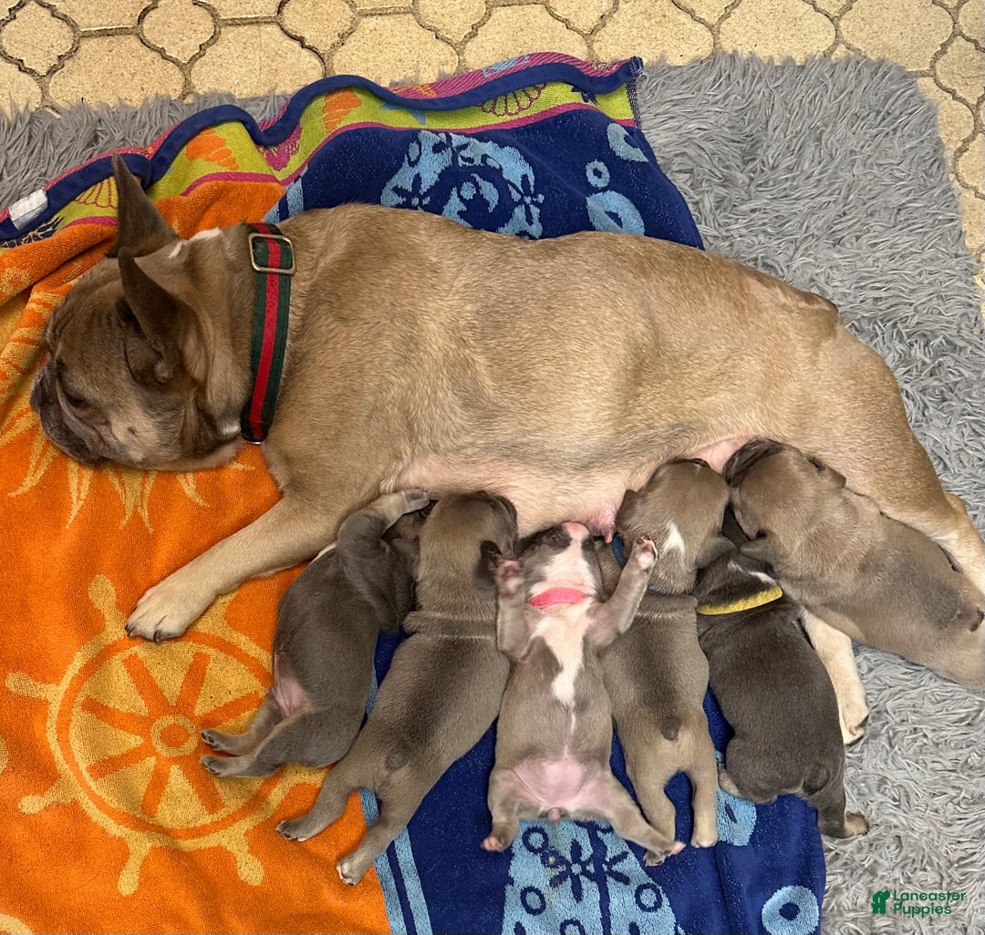 Gallery Image {{count}}