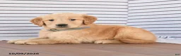 Golden Retriever dogs for sale: Jack  - Ad 4