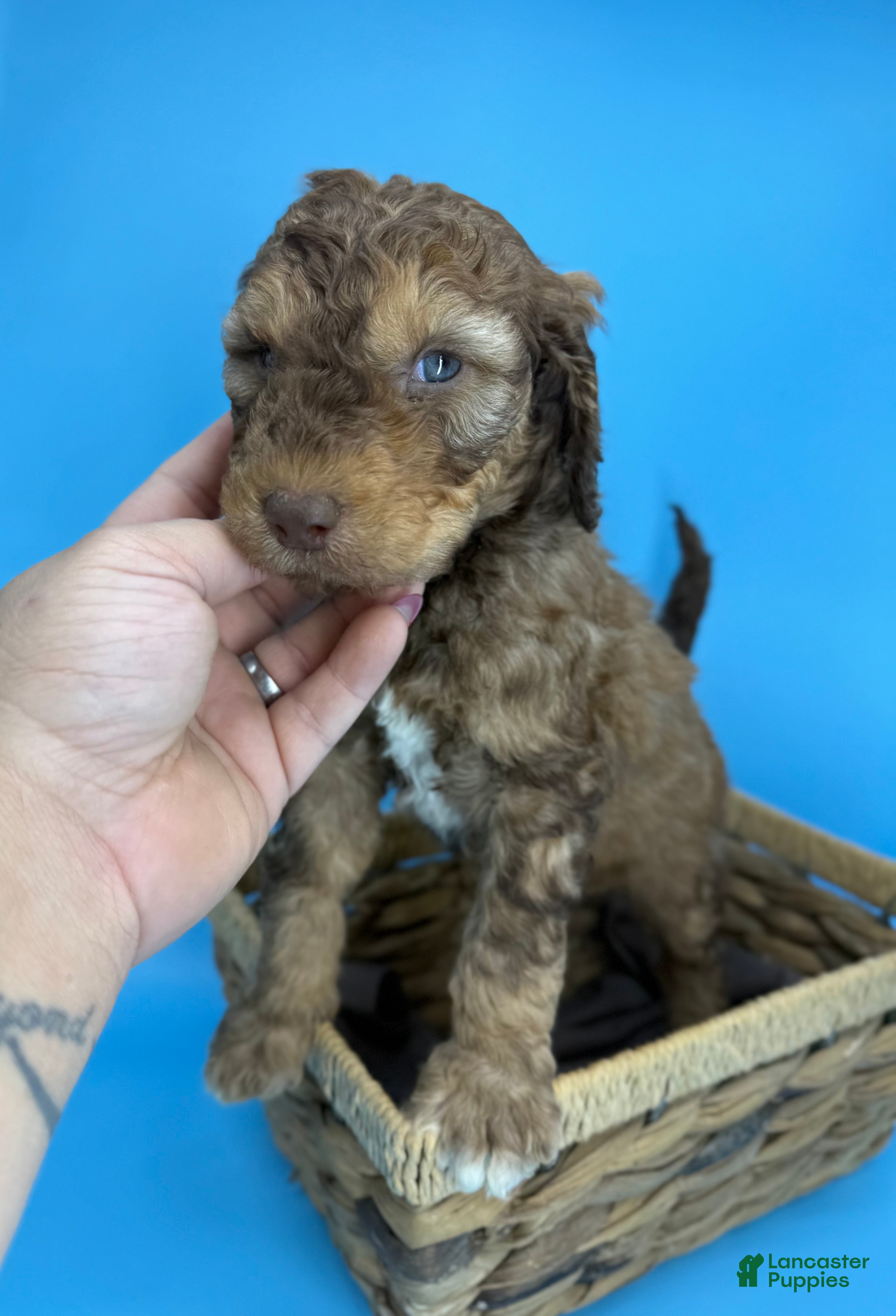 Sheepadoodle dogs Pumpkin - Ad 24