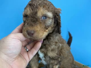 Sheepadoodle dogs Pumpkin - Ad 37