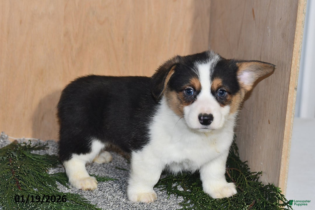 Welsh Corgi Pembroke dogs for sale: Sparky - Ad 3