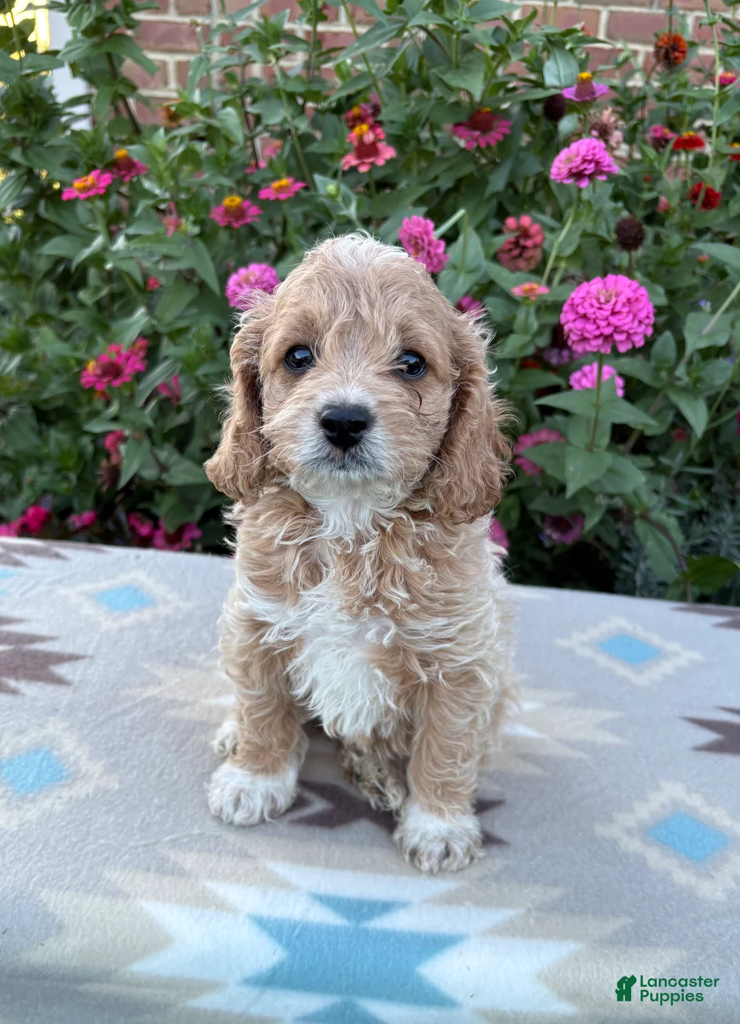 Cockapoo dogs for sale: Bella  - Ad 1