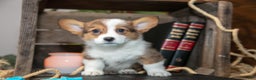 Welsh Corgi Pembroke dogs for sale: Ernie - Ad 1