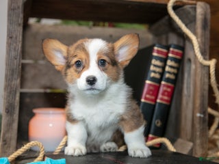 Welsh Corgi Pembroke dogs Ernie - Ad 18