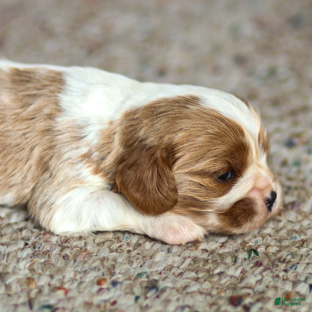 Cavalier King Charles Spaniel dogs for sale: Titen Cavalier King Charles Spaniel Puppy  - Ad 2