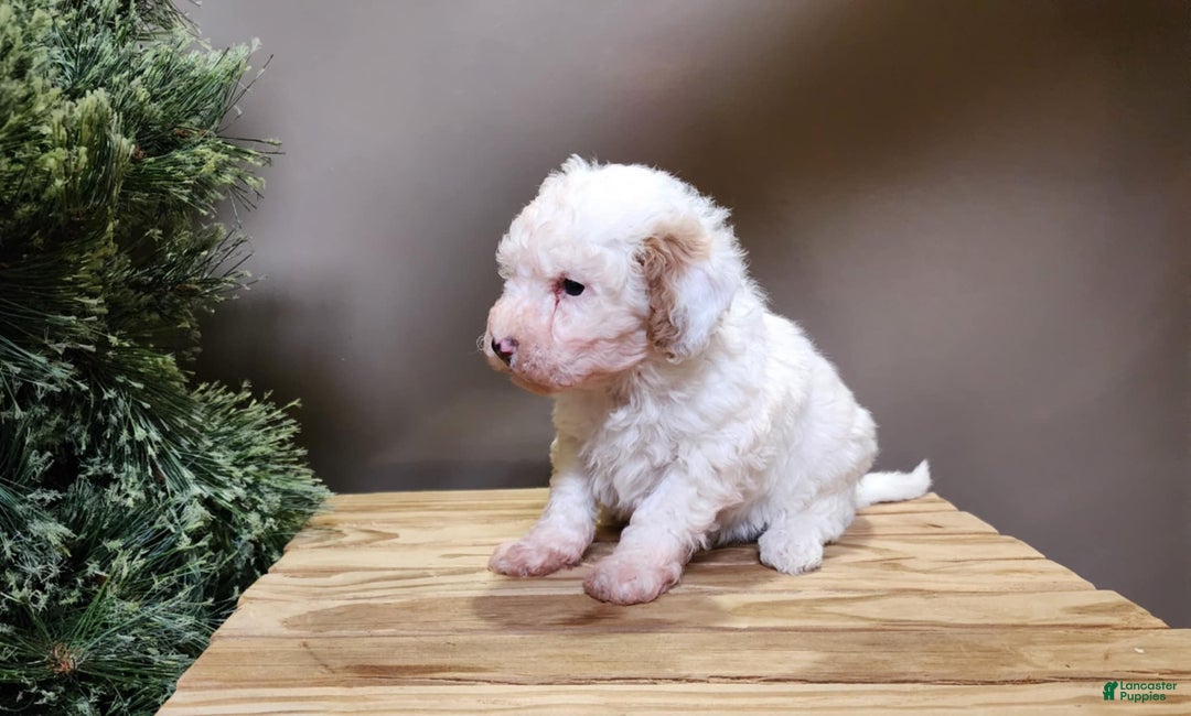 Mini Bernedoodle dogs for sale: Rudolph - Ad 5