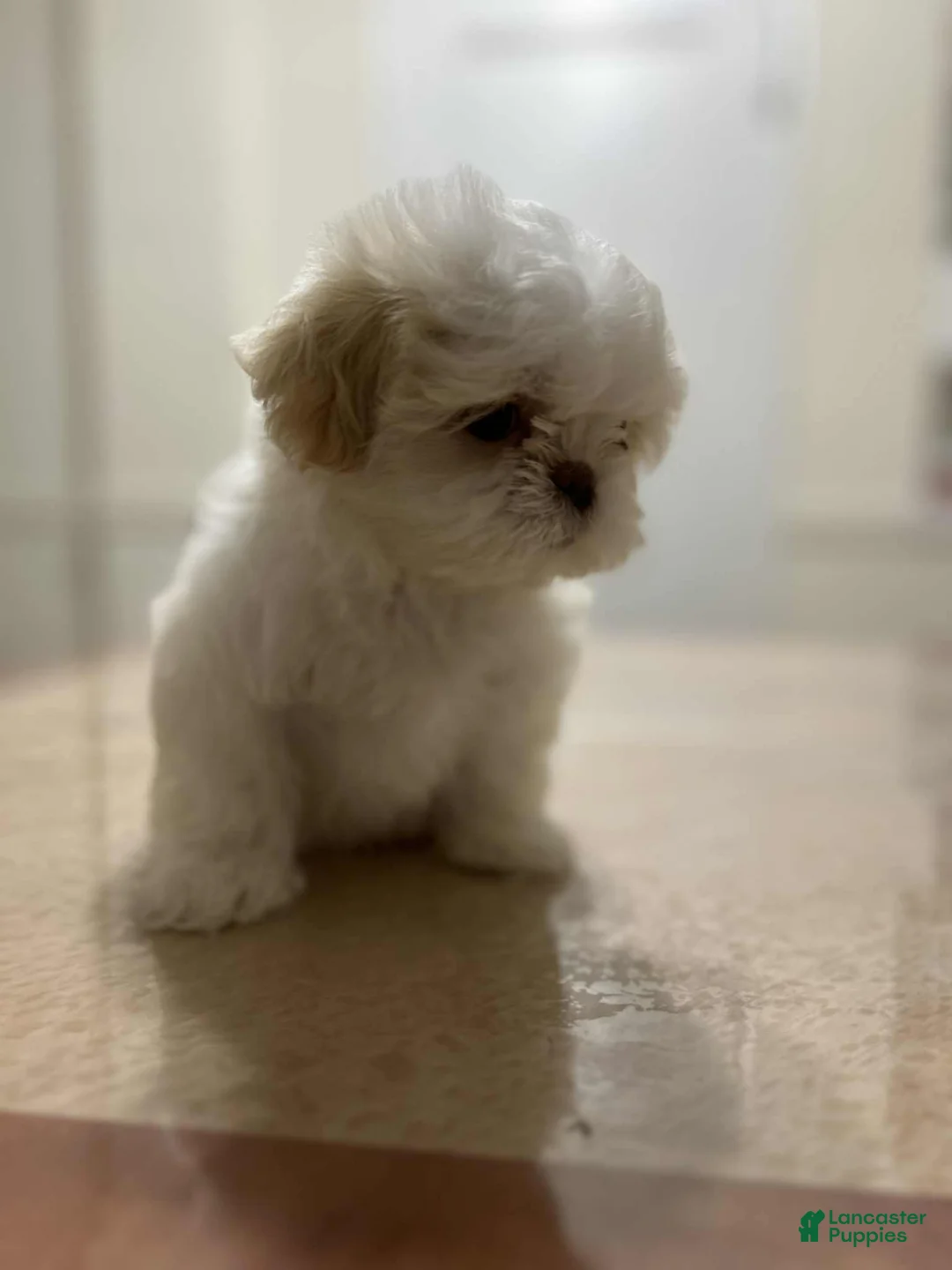 Shih Tzu dogs for sale: Jazzy - Ad 1