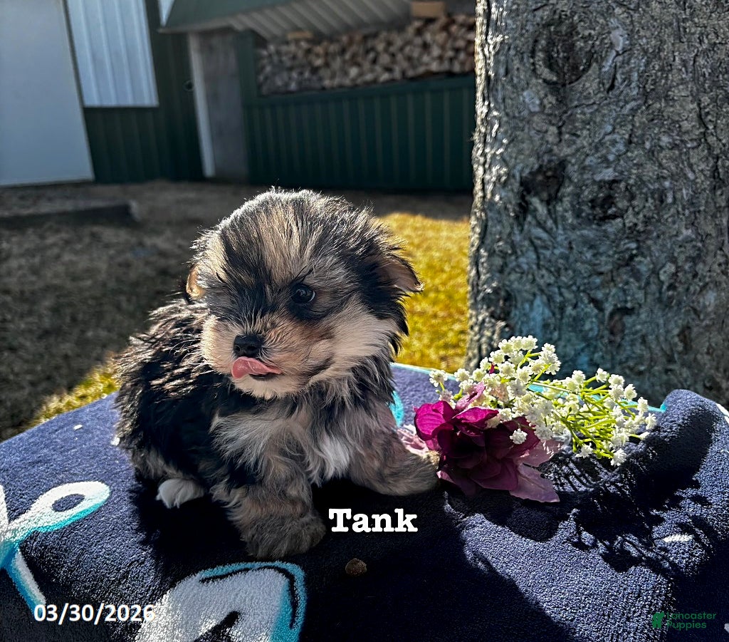 Morkie dogs Tank - Ad 1