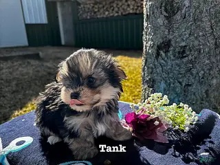 Morkie dogs for sale: Tank - Ad 1