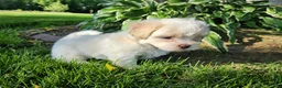 Teddy Bear dogs for sale: Blaze - Ad 5