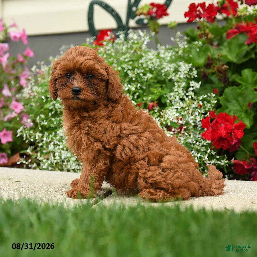 Cavapoo dogs Lady Chewie - Ad 2