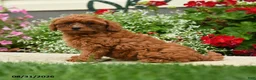 Cavapoo dogs for sale: Lady Chewie - Ad 2