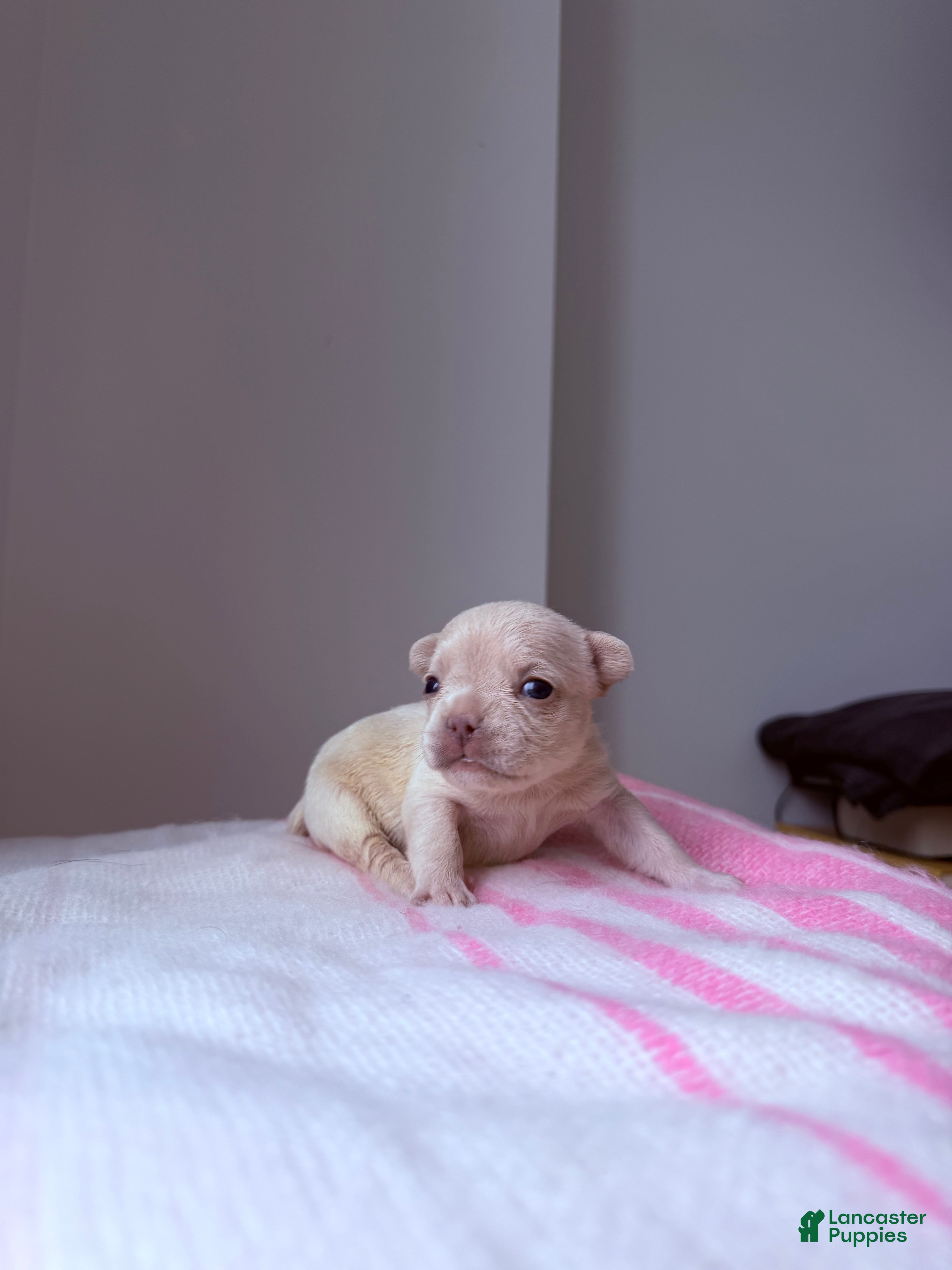 French Bulldog dogs Isabella - Ad 31