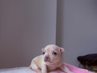 French Bulldog dogs Isabella - Ad 26