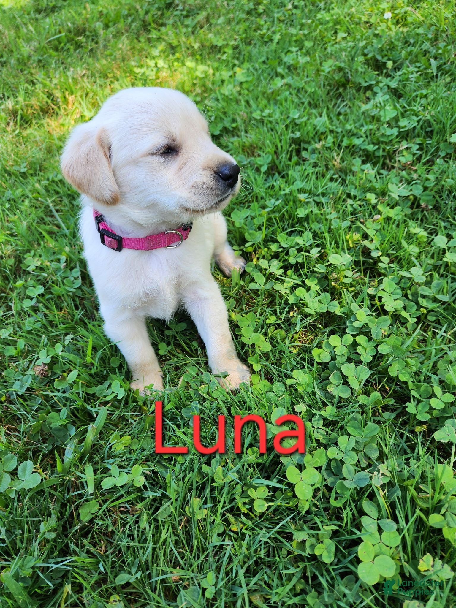 Labrador Retriever dogs for sale: Luna - Ad 1