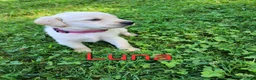 Labrador Retriever dogs for sale: Luna - Ad 1