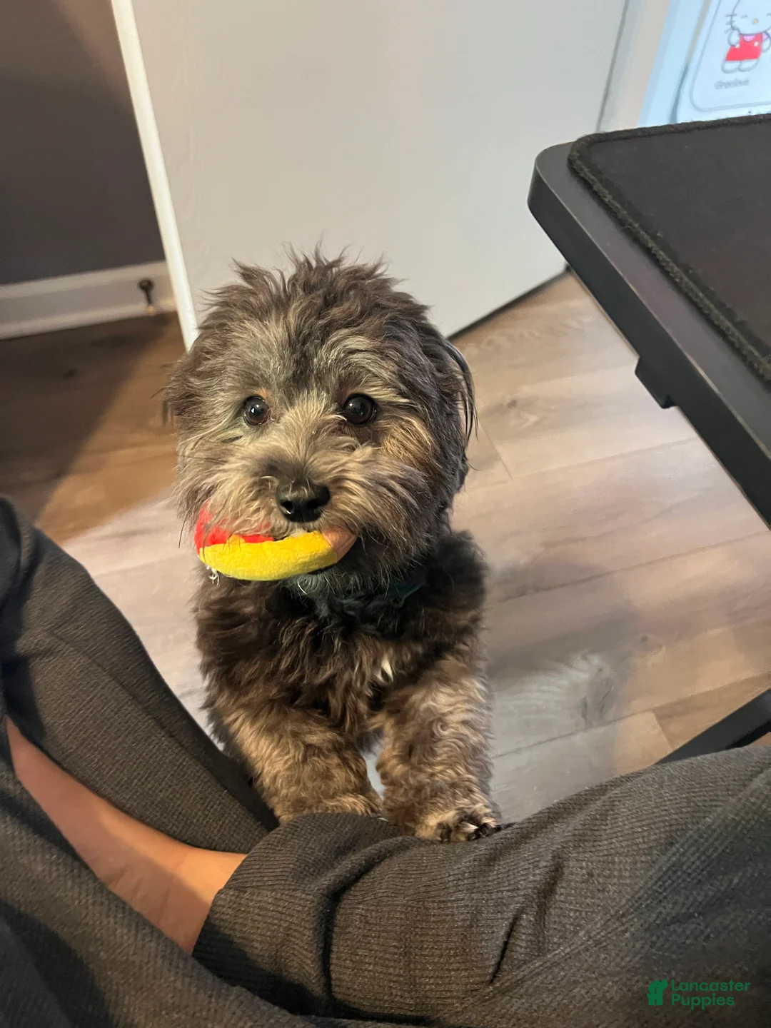 Havanese dogs for sale: Havanese Puppy 1 - Ad 5