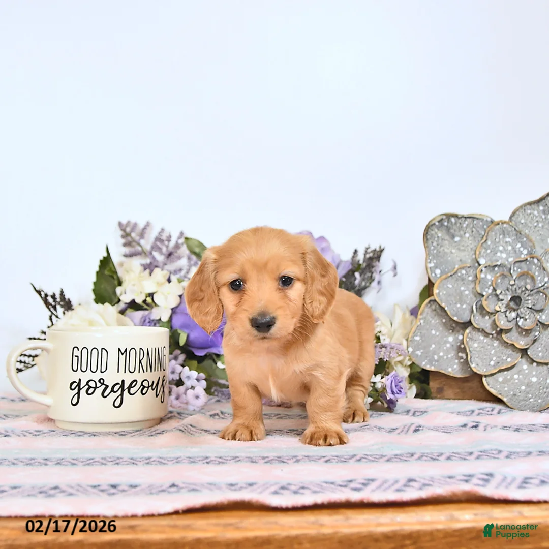 Miniature Dachshund dogs for sale: Candy - Ad 2