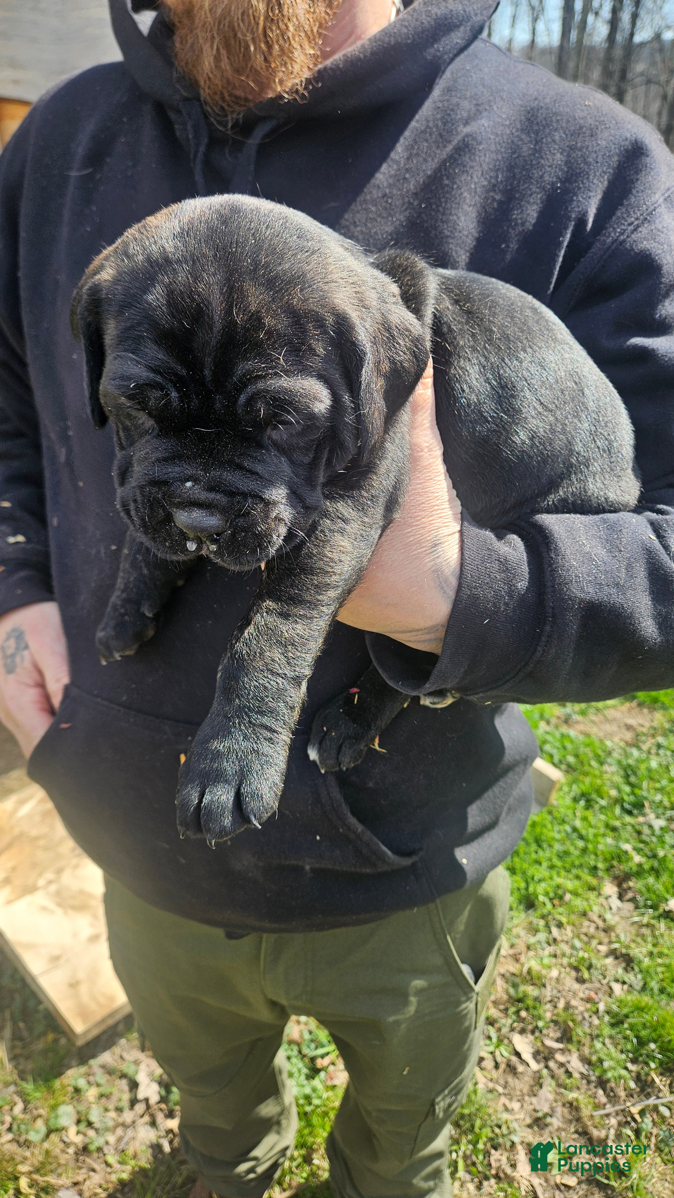 Cane Corso dogs Black boy - Ad 4