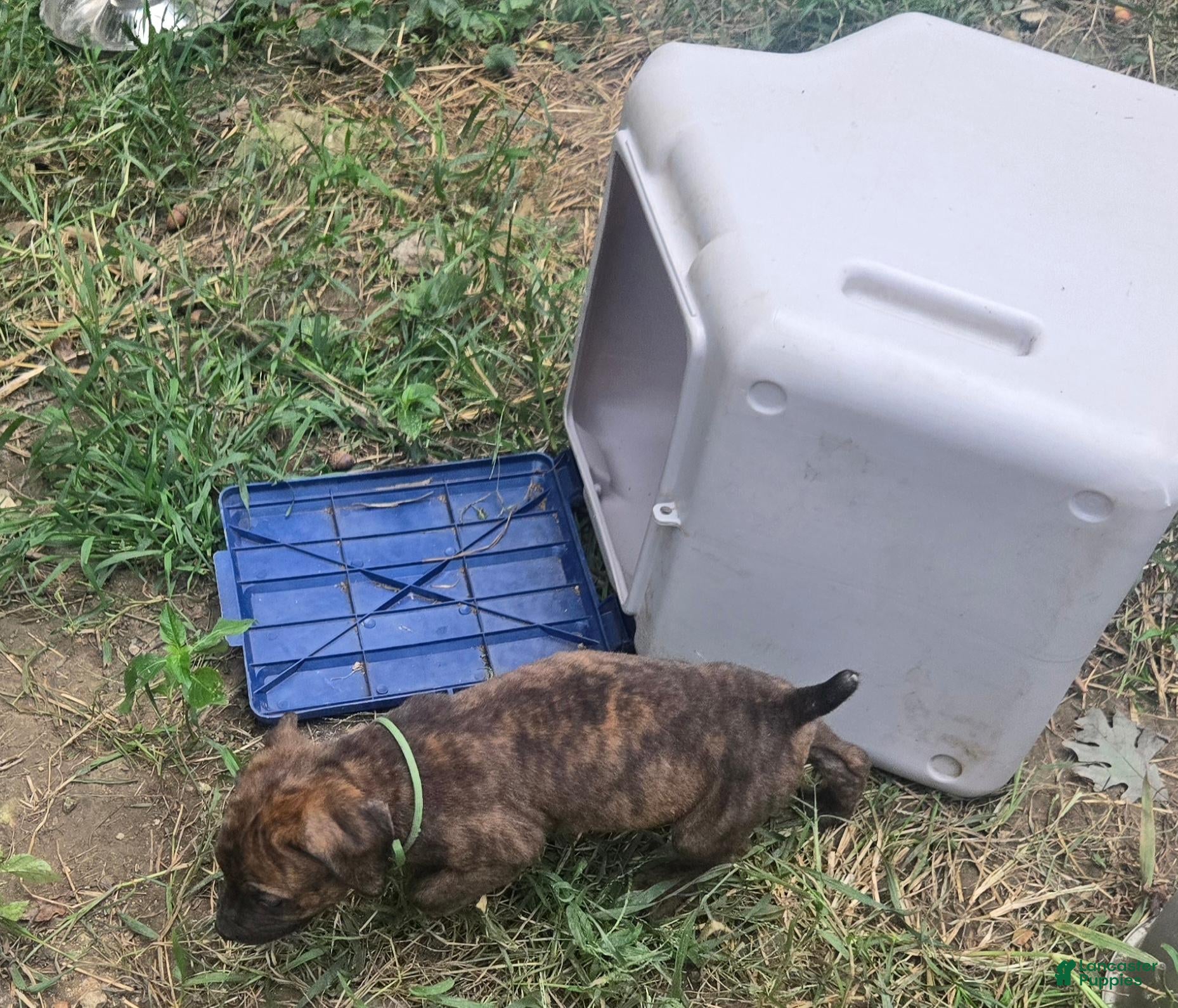 Cane Corso dogs Cane Corso 5 - Ad 29