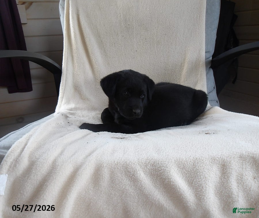Labrador Retriever dogs Rascal - Ad 2