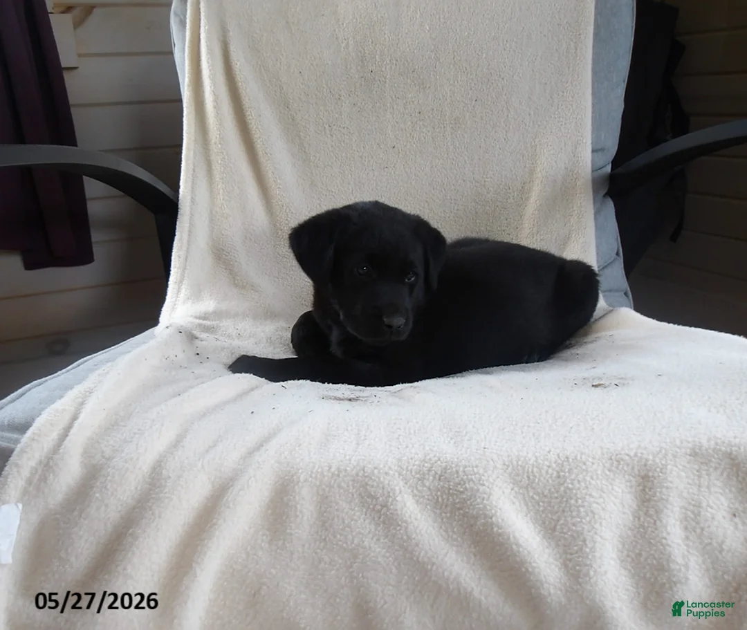 Labrador Retriever dogs for sale: Rascal - Ad 2