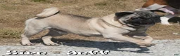 Puggle dogs for sale: Benny - Ad 7