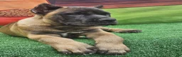 Cane Corso dogs for sale: KING - Ad 10