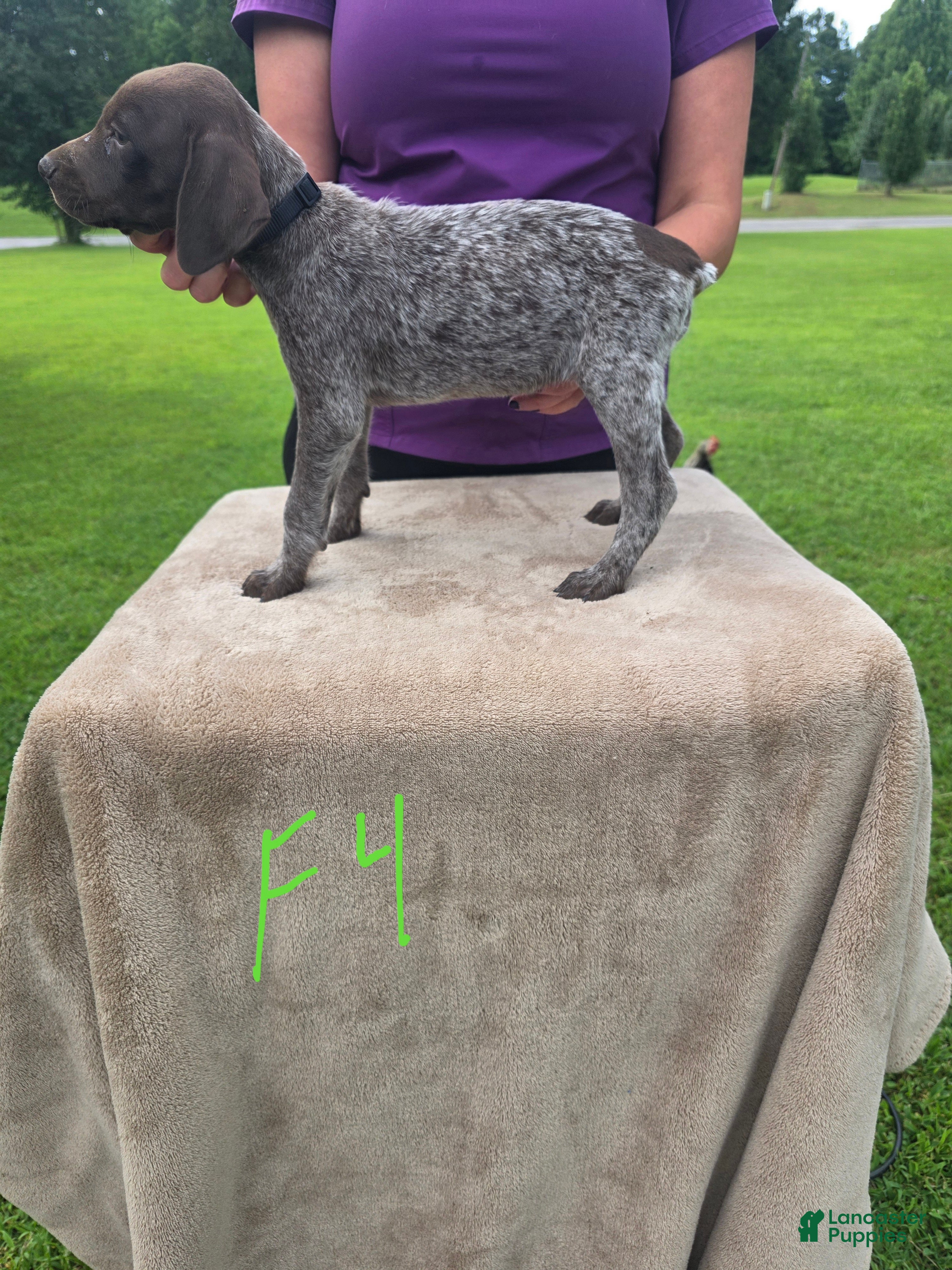 German Shorthaired Pointer dogs German Shorthaired Pointer 7 - Ad 40