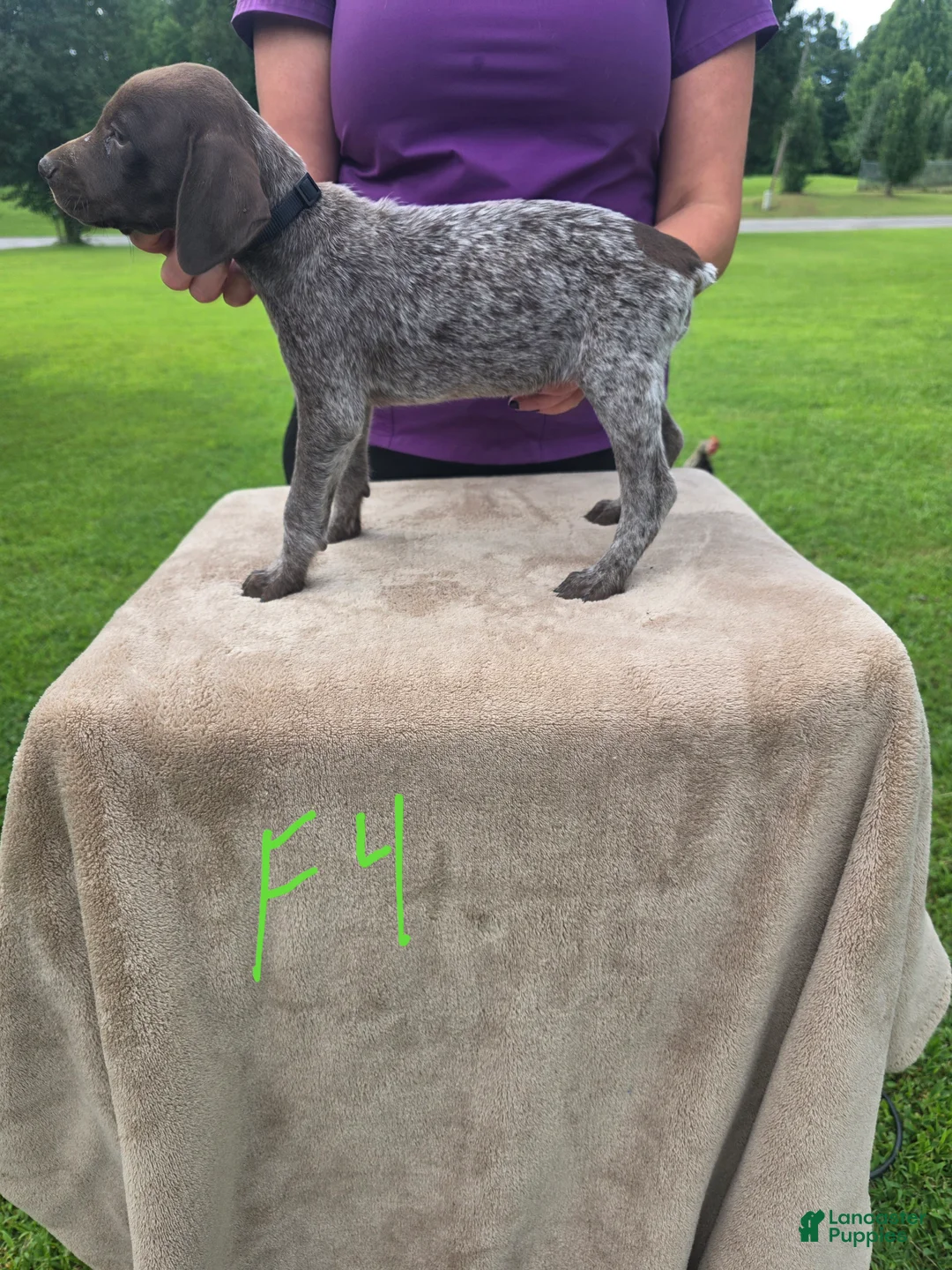 German Shorthaired Pointer dogs for sale: German Shorthaired Pointer 7 - Ad 1