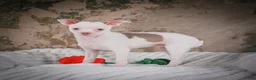 Chihuahua dogs for sale: Marie - Ad 7