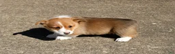 Welsh Corgi Pembroke dogs for sale: Piper - Ad 3