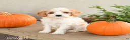 Cavapoo dogs for sale: Asher - Ad 3