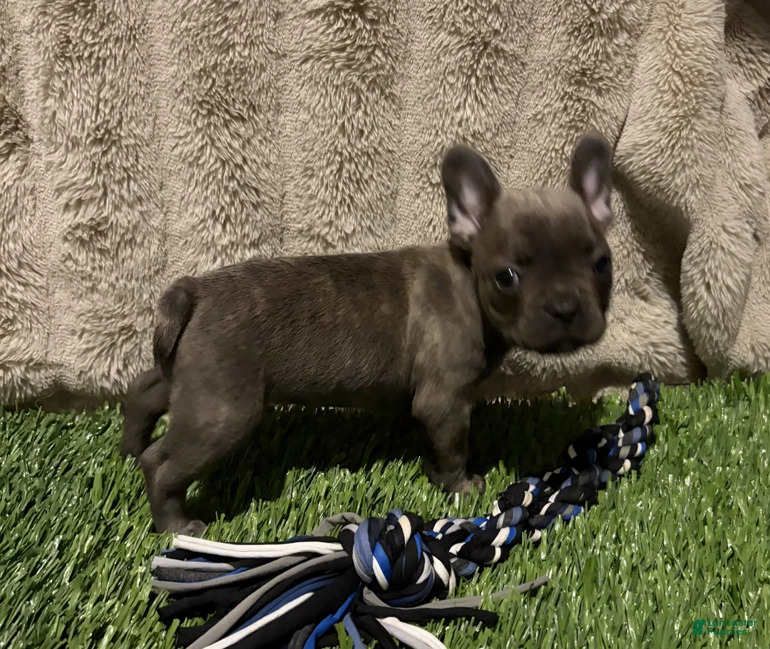 French Bulldog dogs for sale: Chunk - Ad 2