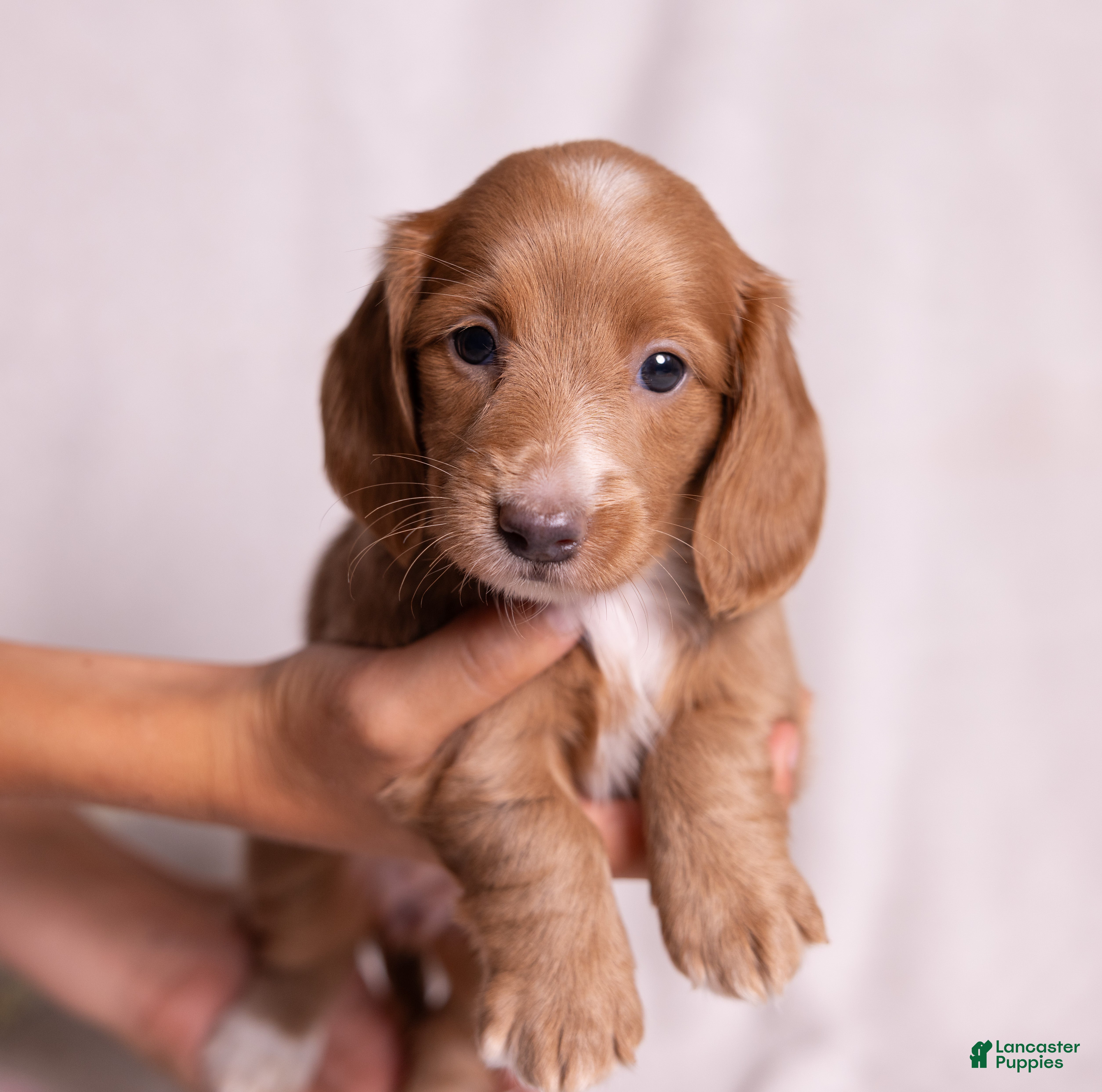 Miniature Dachshund dogs Taffy - Ad 1
