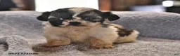 Shih Tzu dogs for sale: Jeremiah - Ad 2