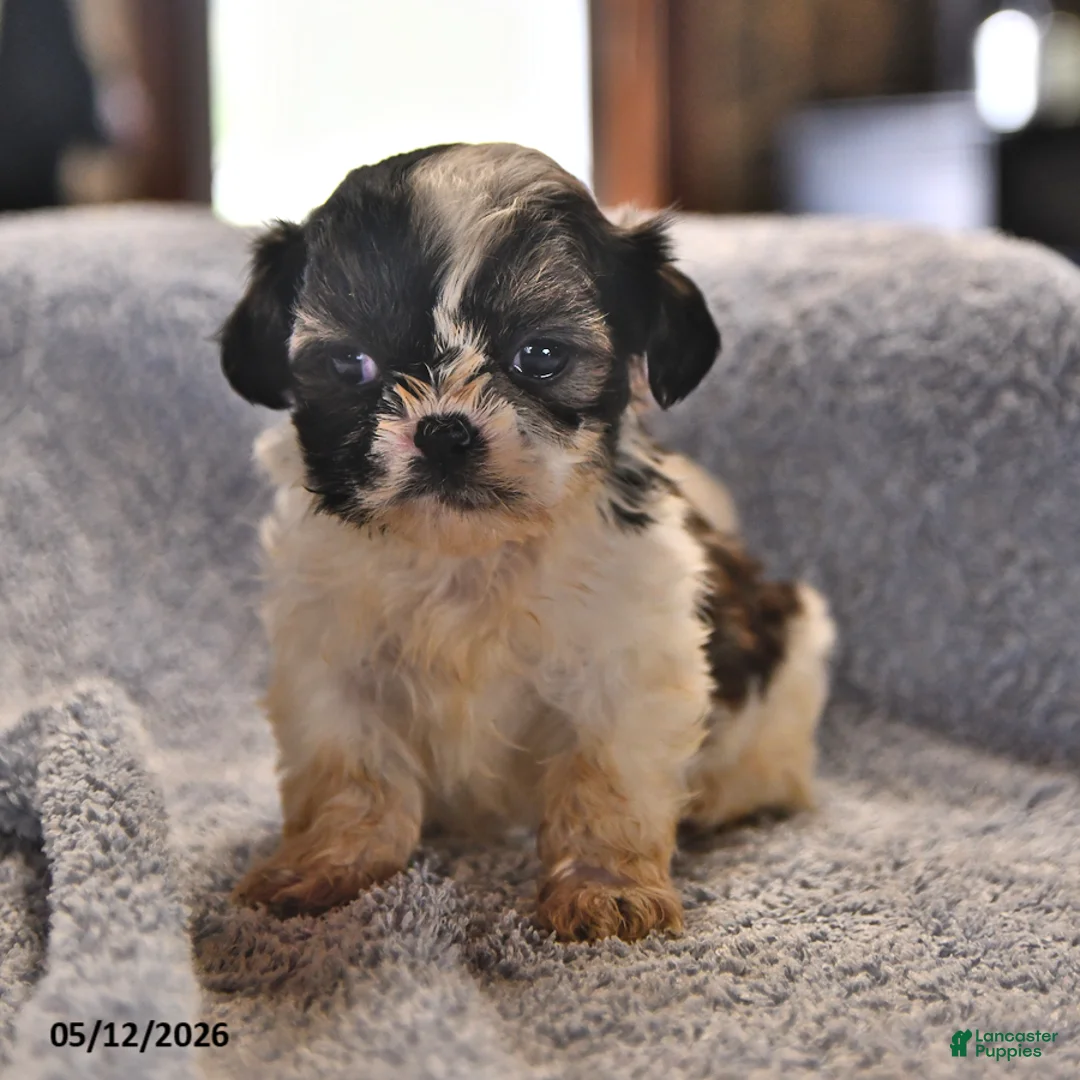 Shih Tzu dogs for sale: Jeremiah - Ad 2