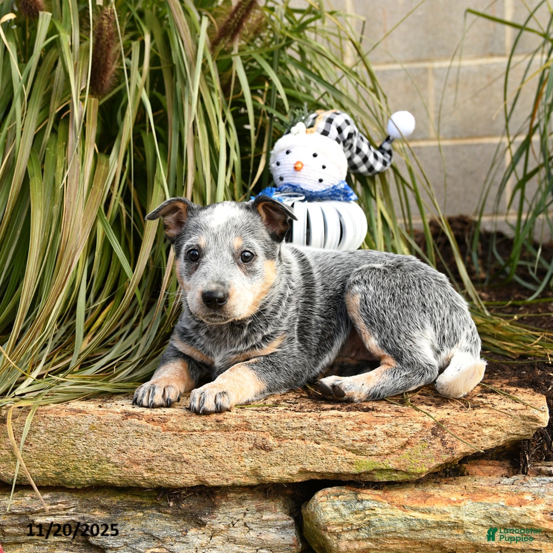 Australian Cattle Dog dogs for sale: Heather - Ad 4