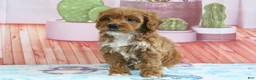 Mini Goldendoodle dogs for sale: Holly - Ad 4